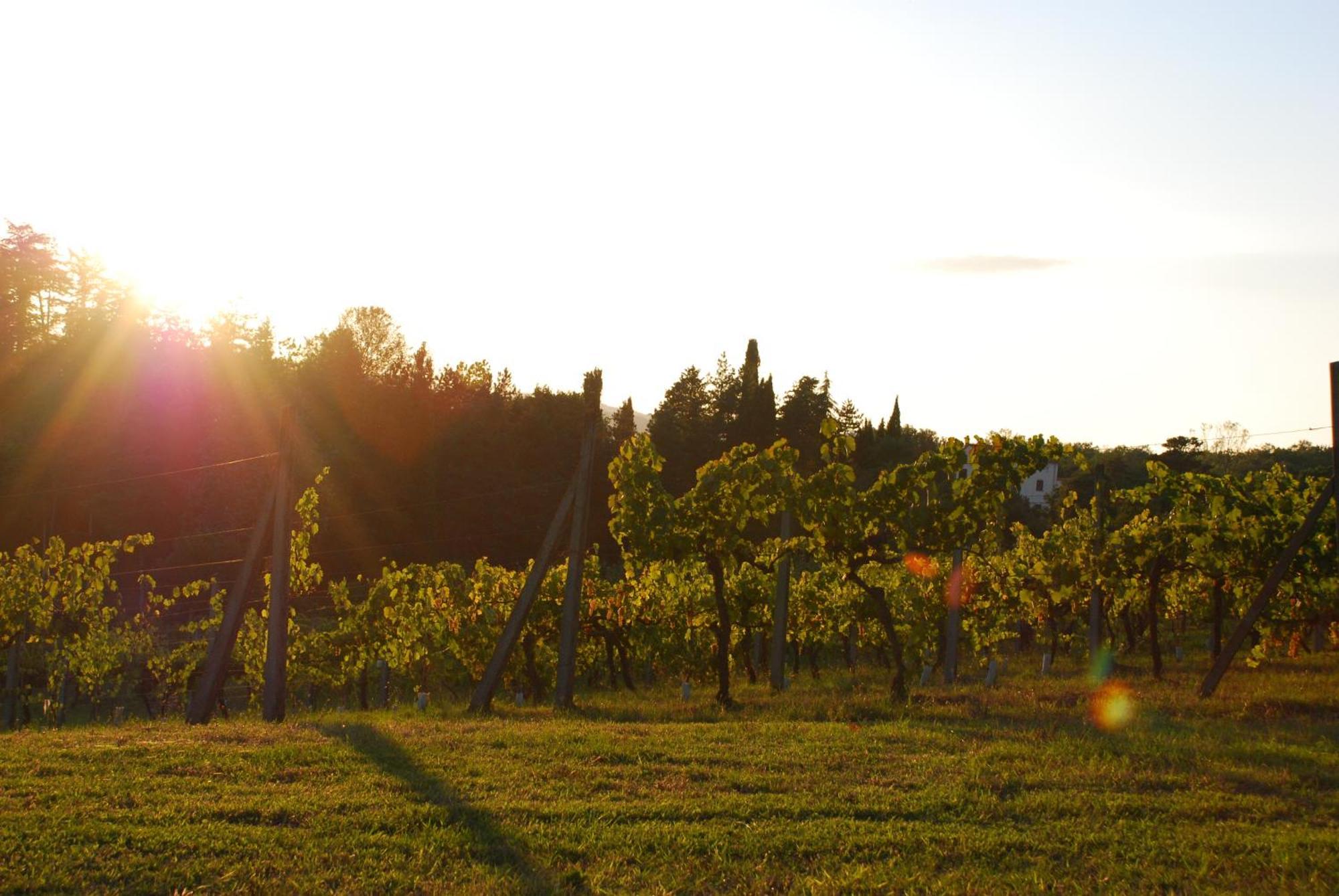 Agriturismo Il Sasso Anghiari Dış mekan fotoğraf