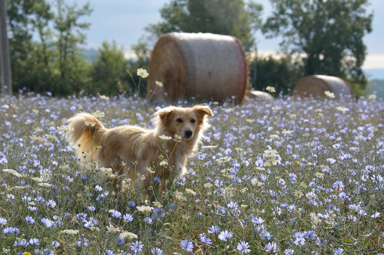 Agriturismo Il Sasso Konuk evi Anghiari Dış mekan fotoğraf